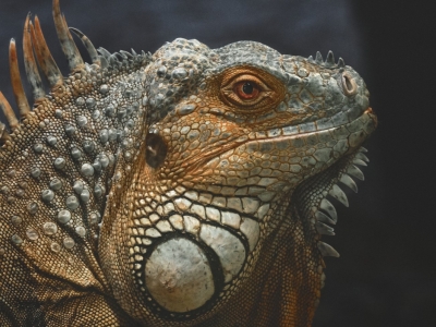 Iguane vert - De Zonnegloed - Refuge pour animaux